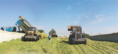 我国自主研发青贮饲料专用复合微生物菌剂，推动生物饲料产业创新发展